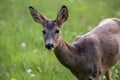 Roe deer in grass, Capreolus capreolus. Wild roe deer Royalty Free Stock Photo