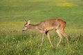 Roe deer in grass, Capreolus capreolus. Wild roe deer Royalty Free Stock Photo