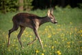 Roe deer in grass, Capreolus capreolus. Wild roe deer Royalty Free Stock Photo