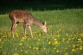 Roe deer in grass, Capreolus capreolus. Wild roe deer Royalty Free Stock Photo