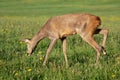 Roe deer in grass, Capreolus capreolus. Wild roe deer Royalty Free Stock Photo