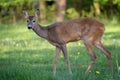 Roe deer in grass, Capreolus capreolus. Royalty Free Stock Photo