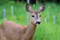 Roe deer in grass, Capreolus capreolus. Wild roe deer in nature Royalty Free Stock Photo