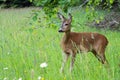 Roe deer in grass, Capreolus capreolus. Wild roe deer in nature Royalty Free Stock Photo