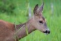 Roe deer in grass, Capreolus capreolus. Wild roe deer in nature Royalty Free Stock Photo