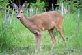 Roe deer in grass, Capreolus capreolus. Wild roe deer in nature Royalty Free Stock Photo