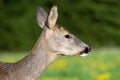 Roe deer in grass, Capreolus capreolus. Wild roe deer in nature Royalty Free Stock Photo