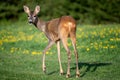 Roe deer in grass, Capreolus capreolus. Wild roe deer Royalty Free Stock Photo