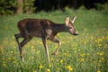 Roe deer in grass, Capreolus capreolus. Wild roe deer Royalty Free Stock Photo