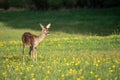 Roe deer in grass, Capreolus capreolus. Wild roe deer Royalty Free Stock Photo