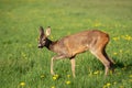 Roe deer in grass, Capreolus capreolus. Wild roe deer Royalty Free Stock Photo