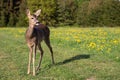 Roe deer in grass, Capreolus capreolus. Wild roe deer in spring nature Royalty Free Stock Photo