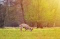 Roe deer, grazing in a field on early morning Royalty Free Stock Photo