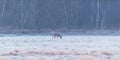 Roe deer grazing in frozen meadow. Royalty Free Stock Photo