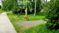 Roe deer grazing in Tatranska Lomnica