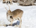 Roe deer grazing in a winter forest Royalty Free Stock Photo