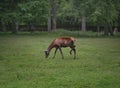 roe deer grazing in the zubra show reserve in bia?owieza