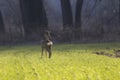 Roe deer on a green meadow in the spring Royalty Free Stock Photo
