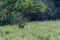 Roe deer in green vegetation