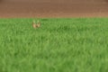 Roe deer in wheat field. Capreolus capreolus. Royalty Free Stock Photo