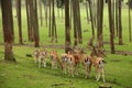 Roe deer group Royalty Free Stock Photo