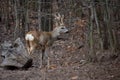 Roe deer group in the forest Royalty Free Stock Photo