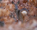 Roe deer group in the forest Royalty Free Stock Photo