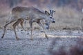 Roe deer group in the forest