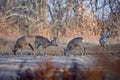 Roe deer group in the forest Royalty Free Stock Photo