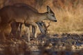 Roe deer group in the forest Royalty Free Stock Photo