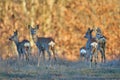Roe deer group in the forest Royalty Free Stock Photo