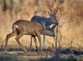 Roe deer group in the forest