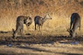 Roe deer group