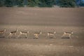 Roe deer group running across crop field