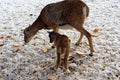 Roe deer and her little cub eat bread Royalty Free Stock Photo