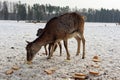 Roe deer and her little cub eat bread Royalty Free Stock Photo