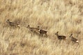 Roe Deer Herd In Big Faded Grass