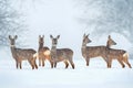 Wild Roe Deer Herd In A Snowfall