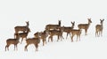 Roe Deer Herd Over White Snow