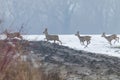 Roe Deer Herd In Winter Morning Capreolus Capreolus