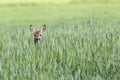 Roe-deer hidden in the Rye Royalty Free Stock Photo