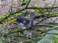 Wild roe deer in the woods, late winter season