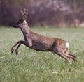 Roe deer jumping Royalty Free Stock Photo