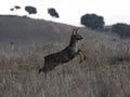 Roe deer jumping in nature Royalty Free Stock Photo