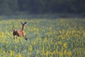 Roe deer jumping over flowers Royalty Free Stock Photo