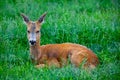 Roe Deer laying in the grass Royalty Free Stock Photo