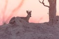 Roe deer laying on the top of a hill Royalty Free Stock Photo