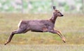 Roe deer leaping at Spurn Head.