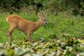 Roe deer licking on wetland in summertime nature from side. Royalty Free Stock Photo