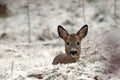 Roe deer, Capreolus capreolus lies resting in a snowy winter landscape Royalty Free Stock Photo